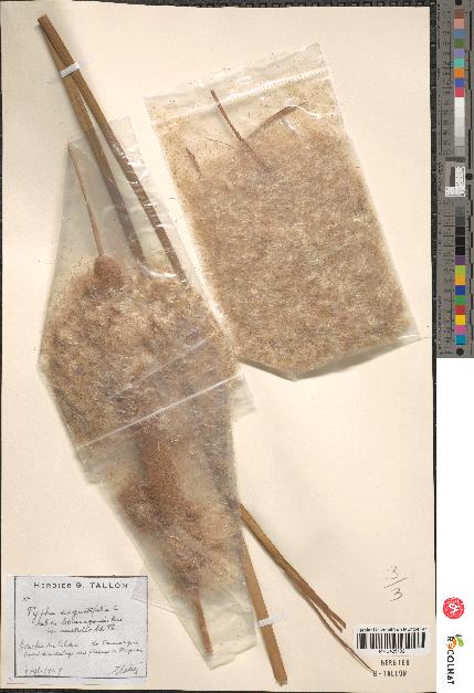 spécimen de Typha angustifolia