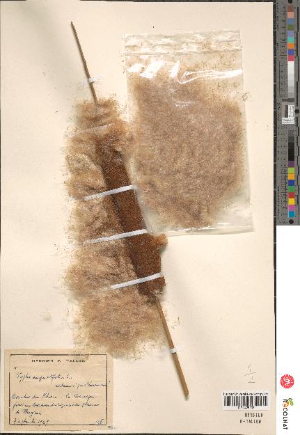 spécimen de Typha angustifolia