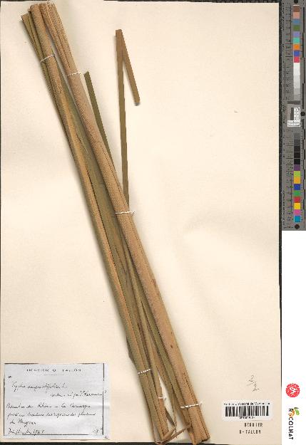 spécimen de Typha angustifolia