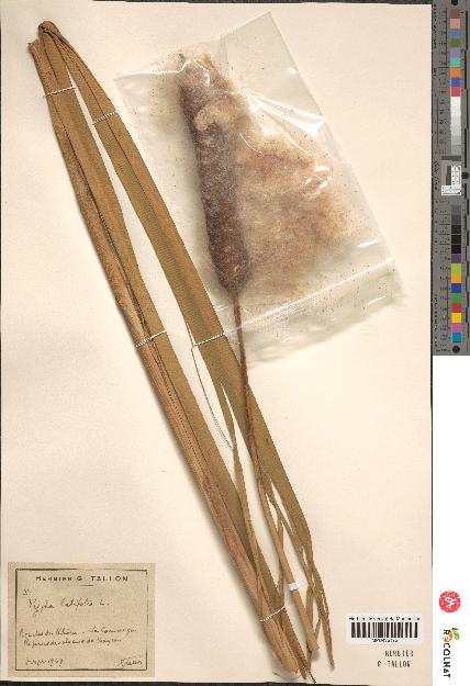 spécimen de Typha latifolia