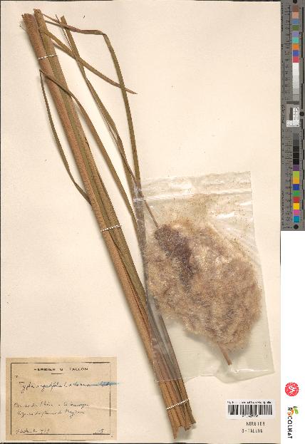 spécimen de Typha angustifolia