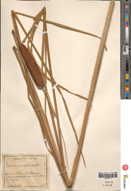 spécimen de Typha angustifolia