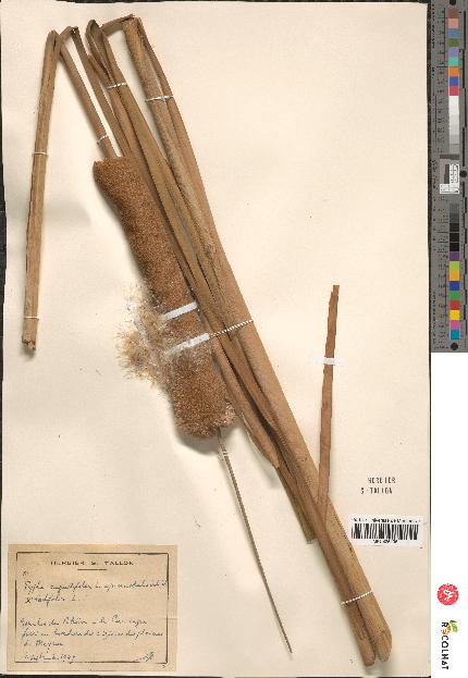 spécimen de Typha angustifolia