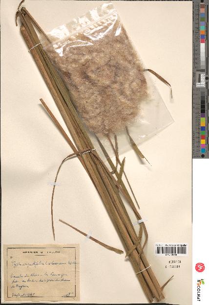 spécimen de Typha angustifolia