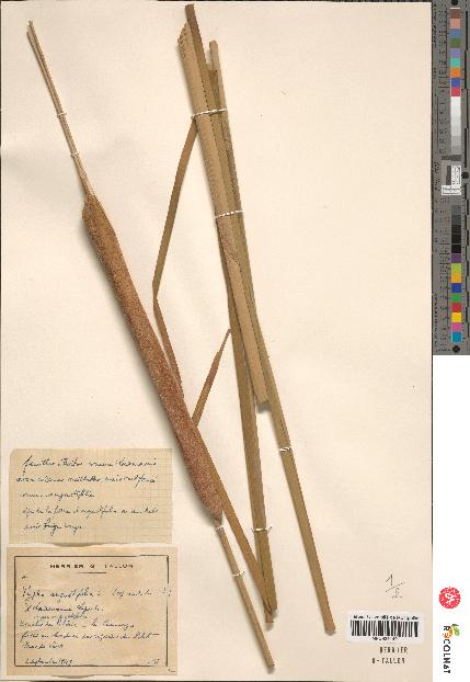 spécimen de Typha angustifolia