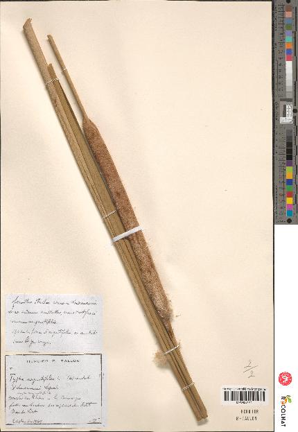 spécimen de Typha angustifolia
