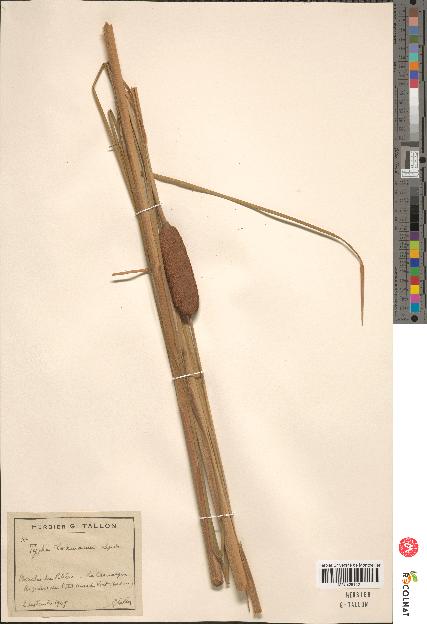 spécimen de Typha laxmannii x angustifolia