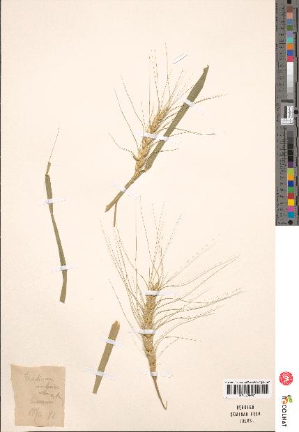 spécimen de Triticum vulgare