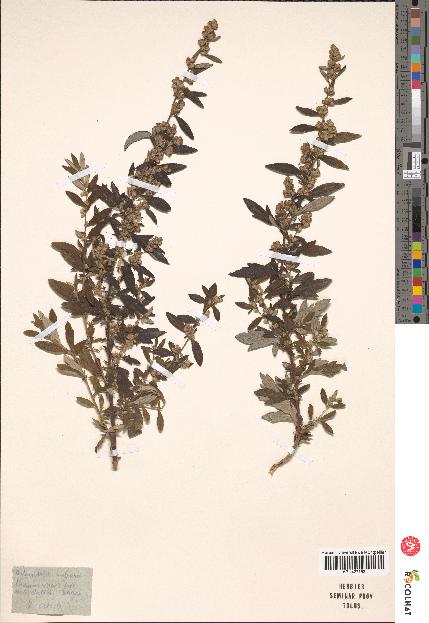 spécimen de Artemisia vulgaris