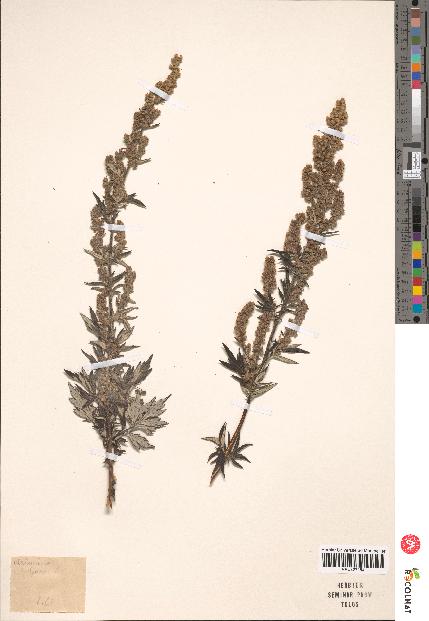 spécimen de Artemisia vulgaris