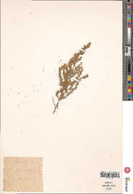 spécimen de Artemisia gallica