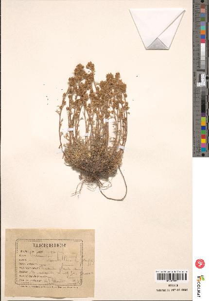 spécimen de Artemisia mutellina