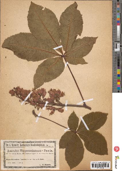 spécimen de Aesculus hippocastanum