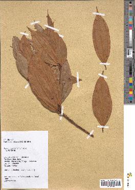 spécimen de Cinnamomum sp.