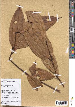 spécimen de Cinnamomum sp.