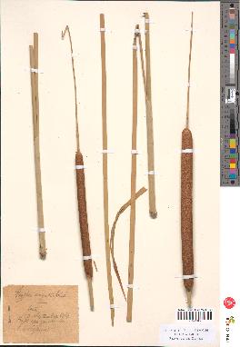 spécimen de Typha sp.