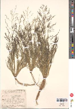 spécimen de Eragrostis pectinacea