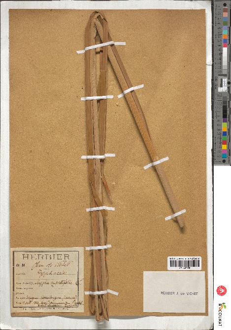 spécimen de Typha angustifolia
