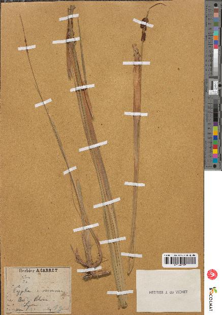 spécimen de Typha minima
