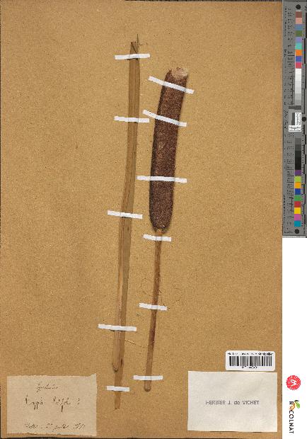 spécimen de Typha latifolia