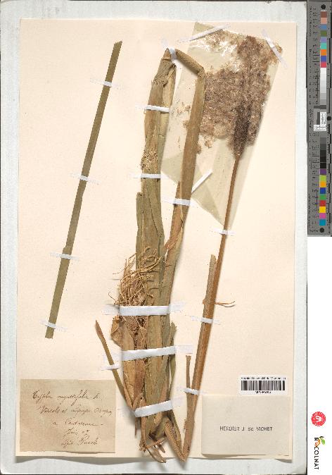 spécimen de Typha latifolia