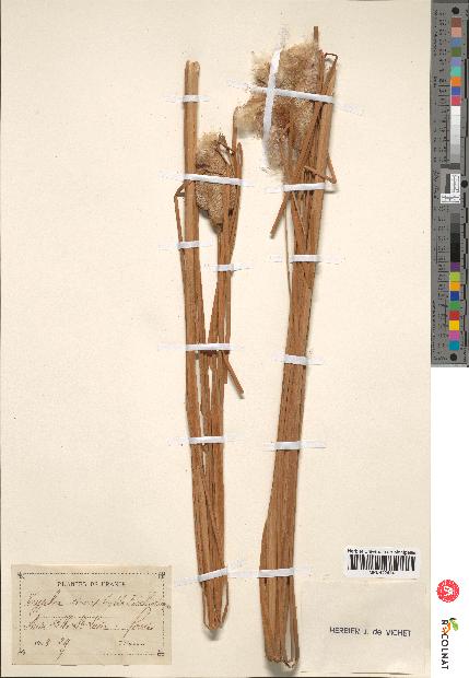 spécimen de Typha stenophylla