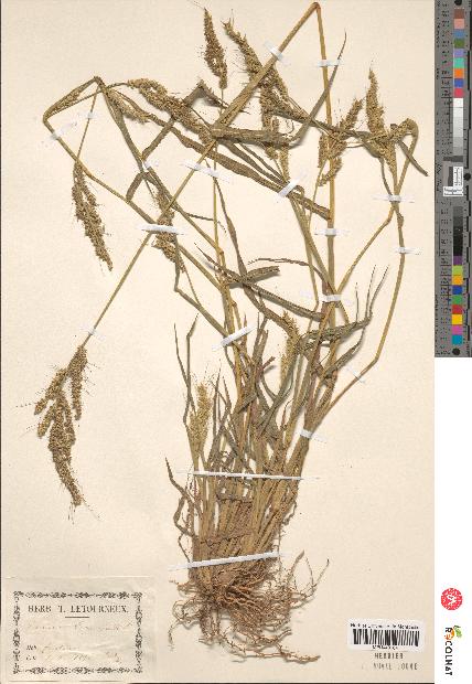 spécimen de Panicum miliaceum