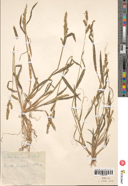 spécimen de Panicum miliaceum