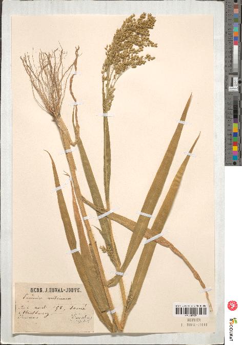 spécimen de Panicum miliaceum