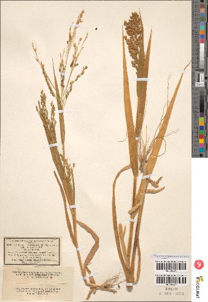 spécimen de Panicum miliaceum