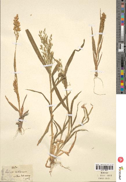 spécimen de Panicum miliaceum