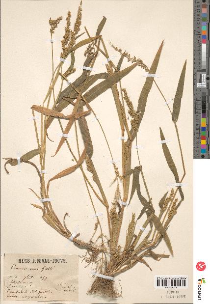 spécimen de Panicum miliaceum