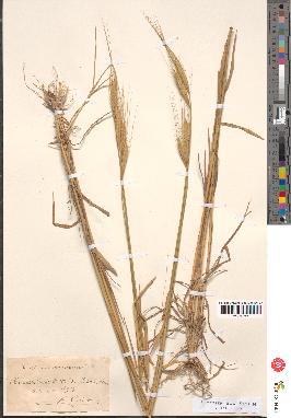 spécimen de Triticum monococcum