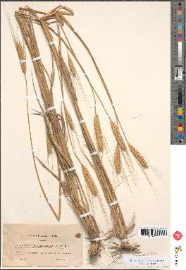 spécimen de Triticum monococcum