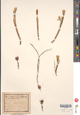 spécimen de Crocus sp.