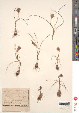 spécimen de Crocus sp.