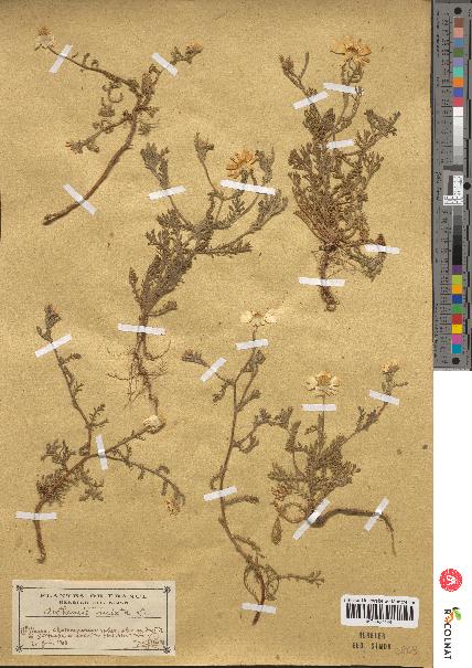 spécimen de Anthemis mixta