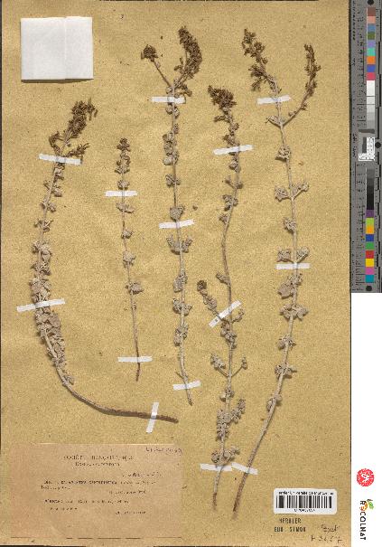 spécimen de Calamintha candidissima