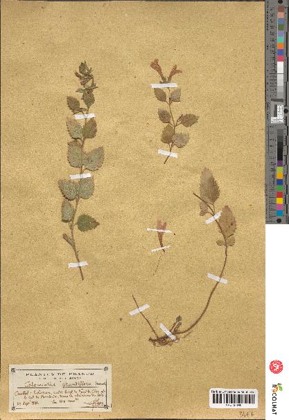 spécimen de Calamintha grandiflora