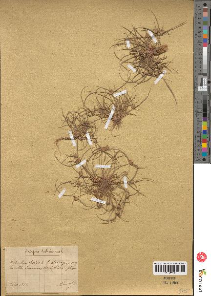 spécimen de Scirpus michelianus