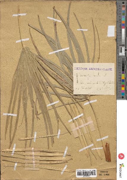 spécimen de Chamaerops humilis