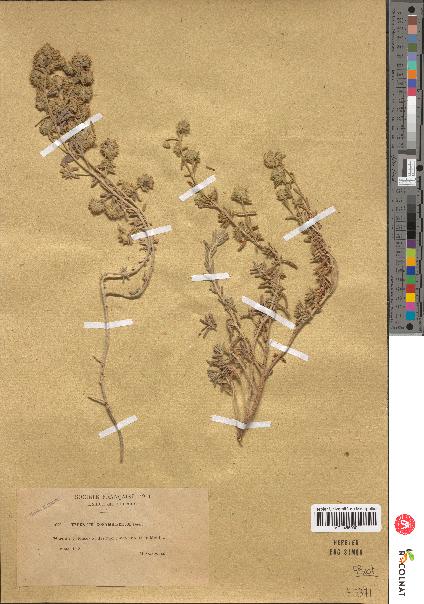 spécimen de Teucrium corymbiferum