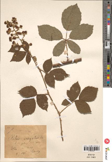 spécimen de Rubus evagatus