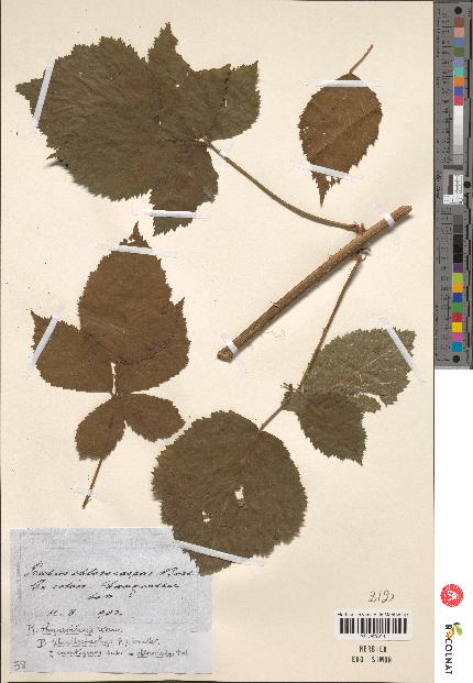 spécimen de Rubus chlorocarpus