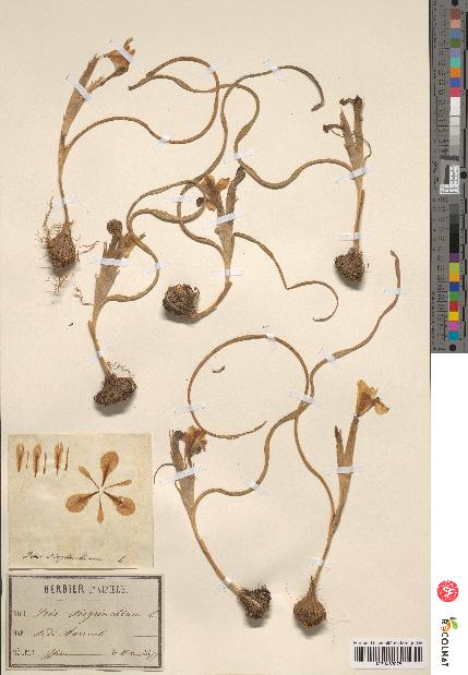 spécimen de Iris sisyrinchium