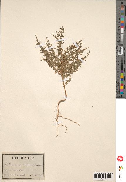 spécimen de Teucrium spinosum