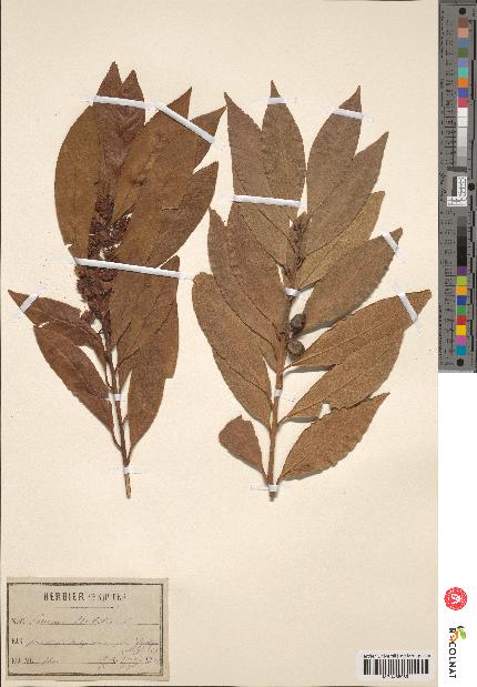 spécimen de Laurus nobilis