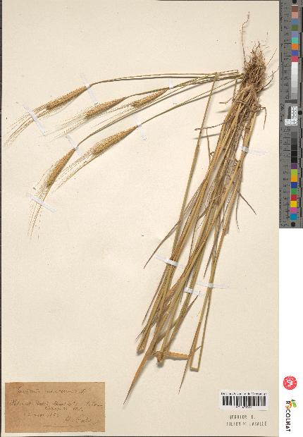 spécimen de Triticum monococcum