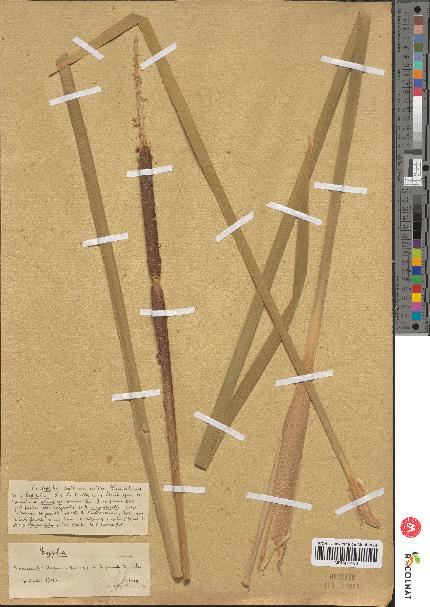 spécimen de Typha sp.