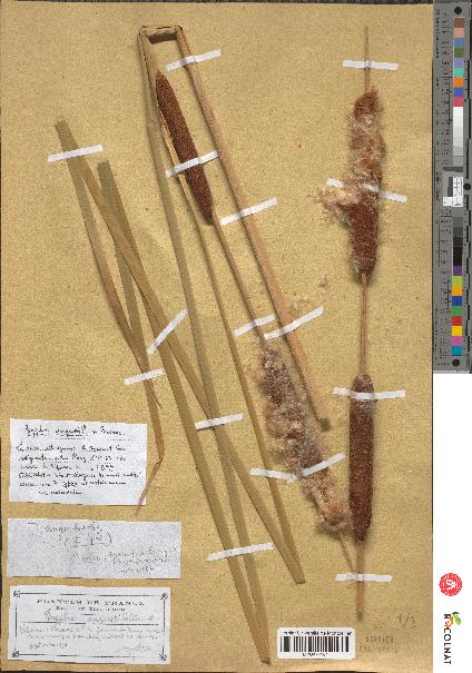 spécimen de Typha angustifolia